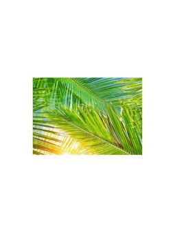 Mantel de papel estampado HAWAII. Cajas de 500 unidades.